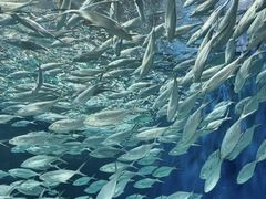 -上海海洋水族馆