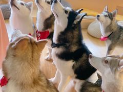 -Husky Go! 哈士奇体验馆·宠物咖啡厅狗咖