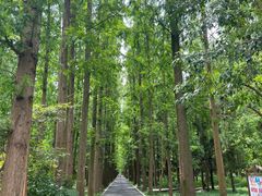 -东平国家森林公园