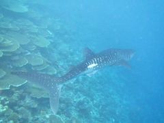 -中央格兰德岛温泉度假酒店 - 全包