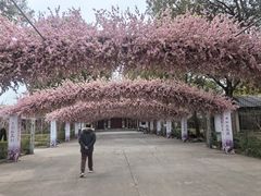 -南汇桃花村