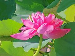 -莲花池公园