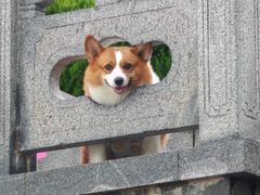 -宠福鑫康馨动物医院·骨科·眼科