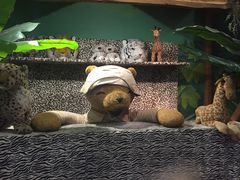 -济州岛泰迪熊博物馆