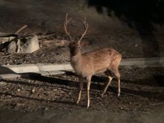 -清迈夜间动物园