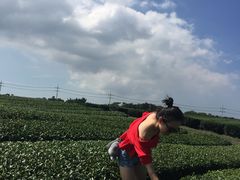 -雪绿茶博物馆