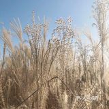 芦苇  风总是不闲着，吹谢了百花，吹落了秋叶