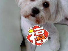 -PETKIT小佩宠物·低压洗护(国顺东路店)