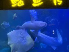 -合肥海洋世界