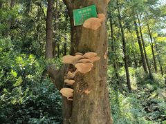 -北仑森林植物园