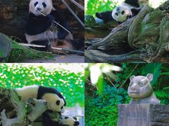 -都江堰中华大熊猫苑