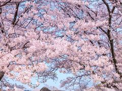 -合肥滨湖国家森林公园