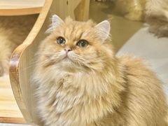 -豆逗聊愈猫阁Easy Life