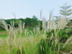 -东莞植物园