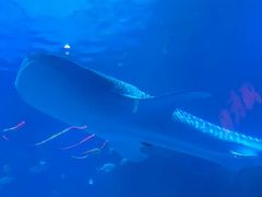 -烟台海昌鲸鲨海洋公园