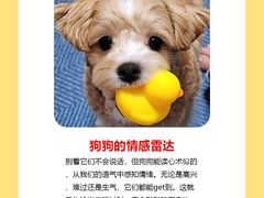 -翊宠yipet猫狗购宠庄园