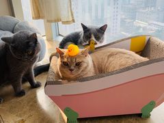 -Catmate·猫肥家润(金润铂宫店)