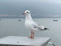-海埂大坝
