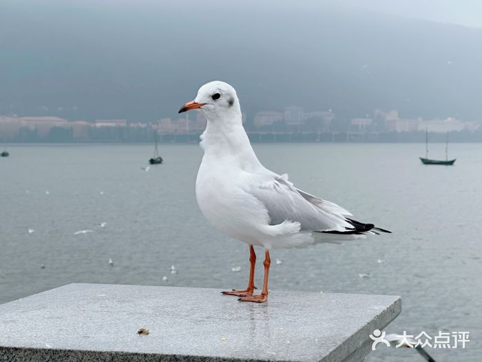 海埂大坝图片