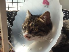 -纳吉亚猫专科动物医院博雅分院