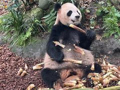 -都江堰中华大熊猫苑