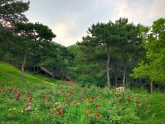 -北京西山国家森林公园