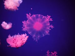 -芜湖新华联大白鲸海洋公园