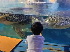 -烟台海昌鲸鲨海洋公园