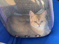 -猫大福·Fortune Cat猫舍(百子湾店)