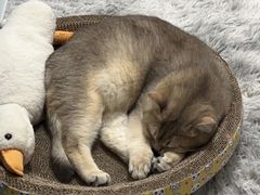 -爱洗澡的猫(天河路店)