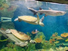 -泉州海丝野生动物世界