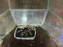 -上海大自然野生昆虫馆(东方明珠·爬宠昆虫探索中心)