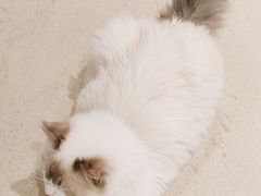 -藏猫猫咖啡主题馆(中央大道店)