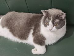 -安格丽娜·狗咖·猫咖羊驼咖(春熙路百盛商场店)
