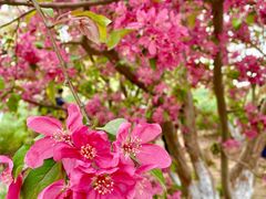 -海棠花溪(元大都城垣遗址公园)