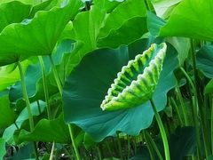 -莲花池公园