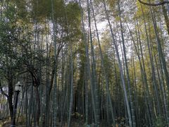-潜山国家森林公园
