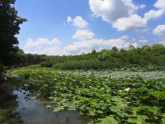 -丁香湖公园