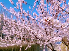 -桃花堤公园