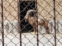 -新疆天山野生动物园