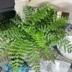 -初心はつ こころ日式美甲美睫沙龙