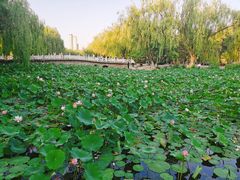 -满都海公园