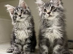 -lincat·猫舍(广州店)