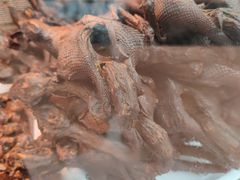 -张鸭子重庆特产卤味小吃(未来国际店)