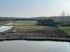 -溱湖国家湿地公园