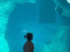 -海合安武汉极地海洋公园
