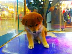 -乐宠宠物店(世纪金源店)