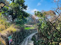 -雁南飞茶田景区