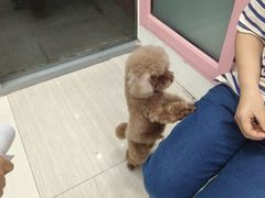 -全心全意连锁动物医院·微创中心·内科急重症·心脏专科(丰管路店)
