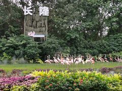 -广州长隆飞鸟乐园